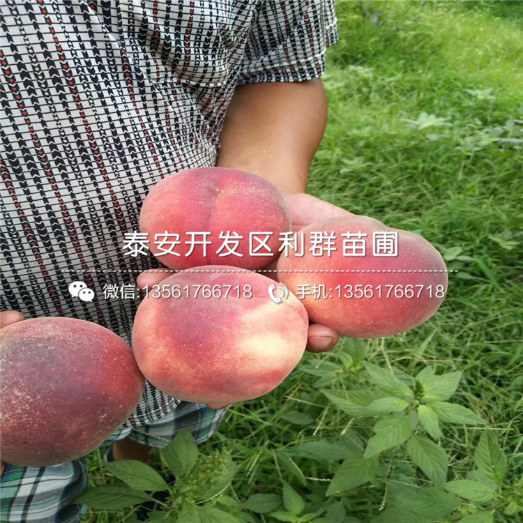 黑桃皇后樹(shù)苗、黑桃皇后樹(shù)苗批發(fā)價(jià)格