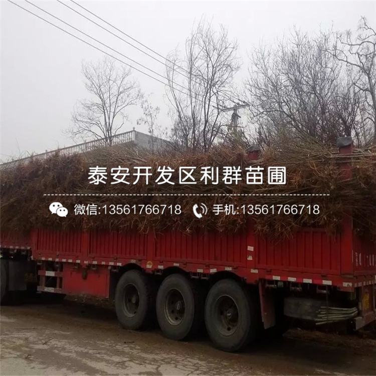 黑桃皇后樹(shù)苗、黑桃皇后樹(shù)苗批發(fā)價(jià)格