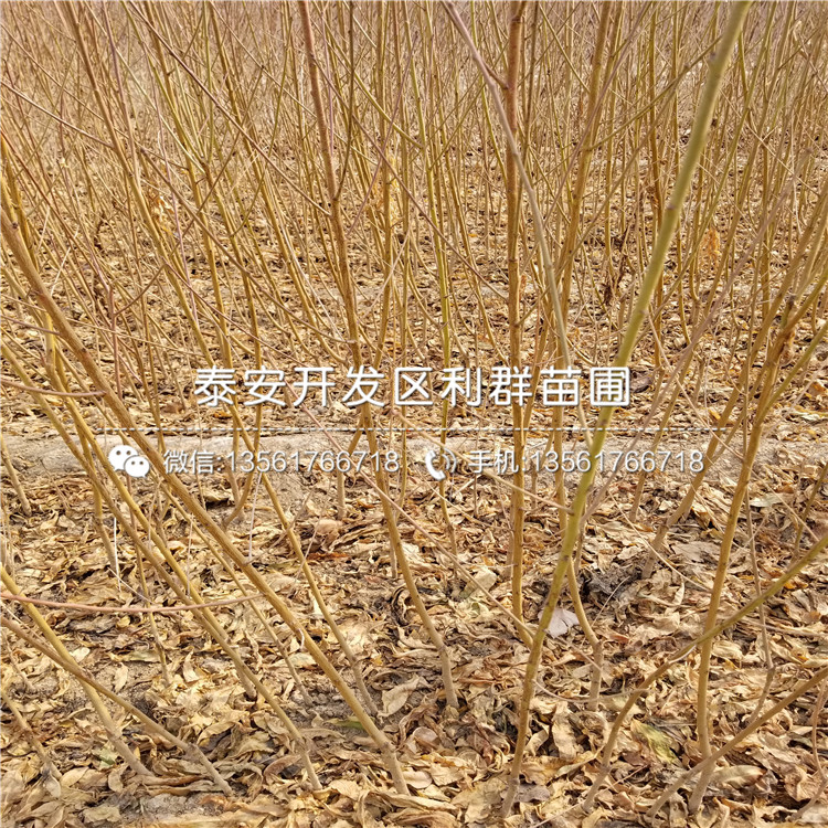 黑桃皇后樹苗、黑桃皇后樹苗價格及基地