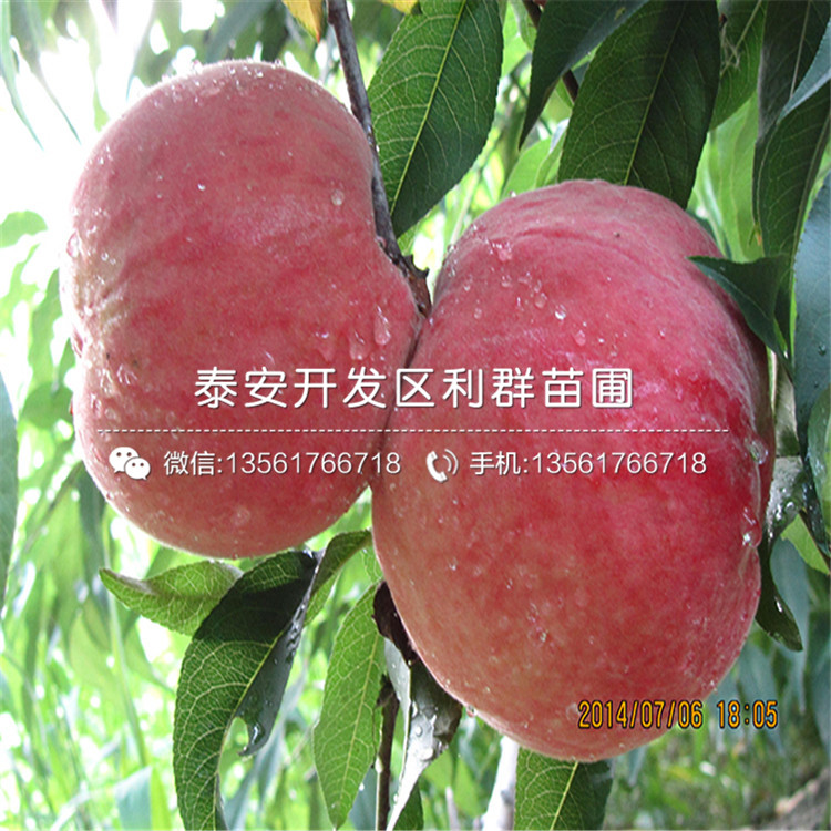 中華黑桃王樹苗出售、中華黑桃王樹苗基地