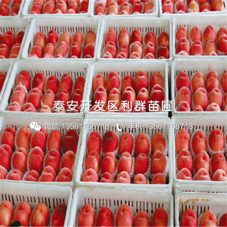 中華黑桃王樹苗新品種、中華黑桃王樹苗價格及基地