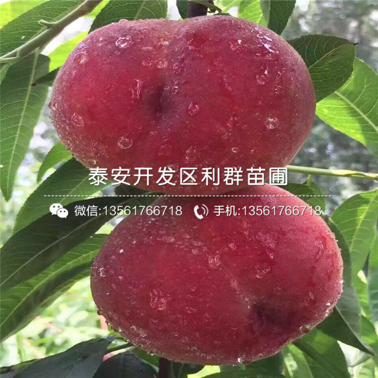 黑桃皇后树苗