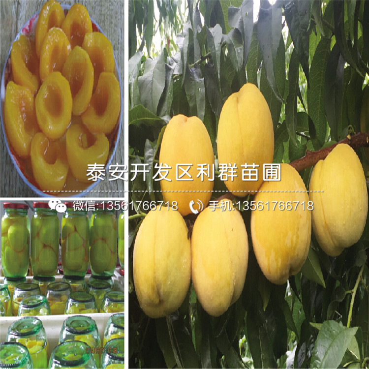 2公分黑桃皇后樹苗、2公分黑桃皇后樹苗價(jià)格及報(bào)價(jià)