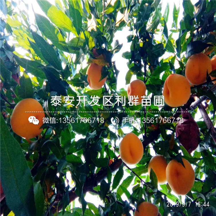 桃樹(shù)嫁接苗新品種、桃樹(shù)嫁接苗多少錢(qián)一棵
