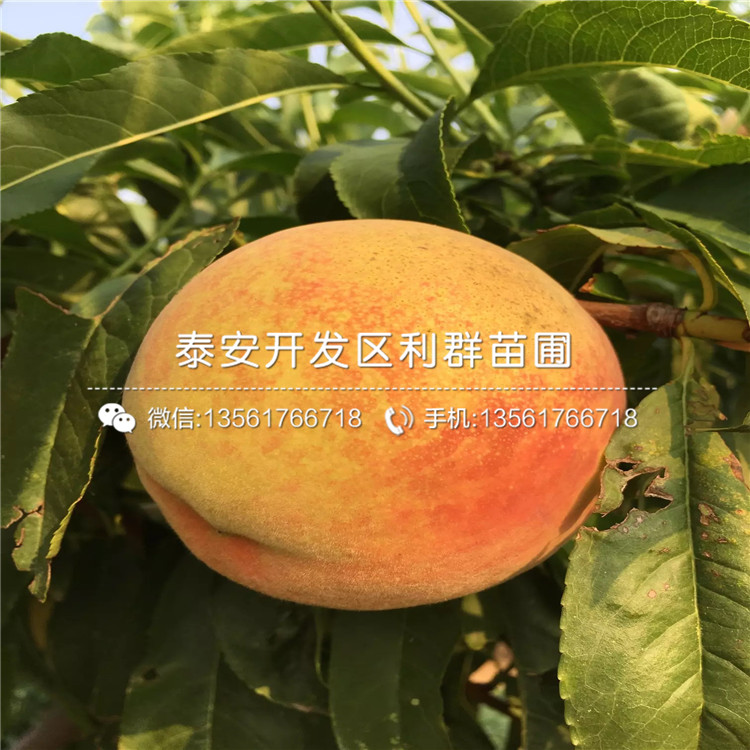 出售中華黑桃王樹苗、中華黑桃王樹苗基地