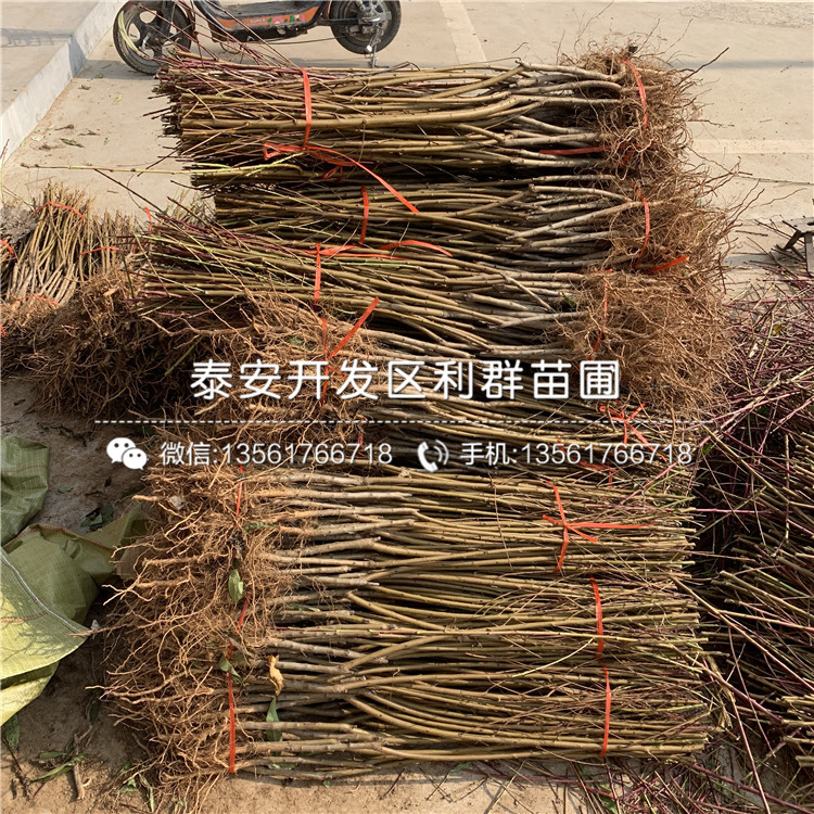 2020年黑桃皇后樹苗、黑桃皇后樹苗價(jià)格多少