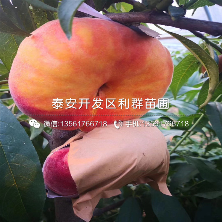 桃樹實(shí)生苗品種介紹、桃樹實(shí)生苗多少錢一棵