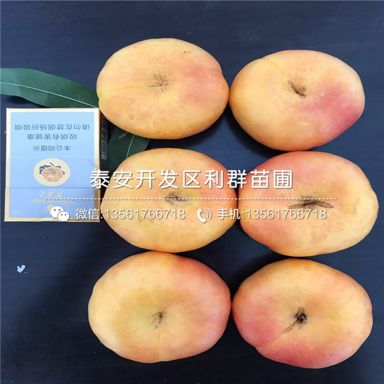 中華黑桃王樹苗出售、中華黑桃王樹苗基地