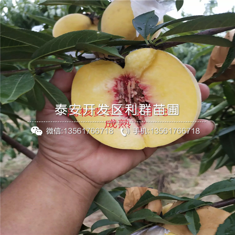 黑桃皇后樹苗、黑桃皇后樹苗價格及基地