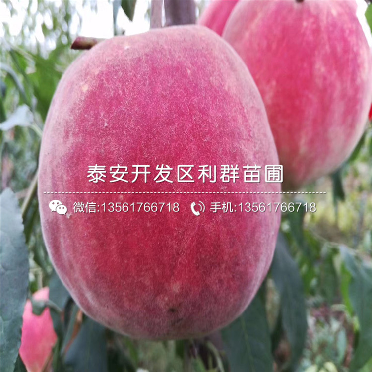 黑桃皇后樹苗、黑桃皇后樹苗價格及基地