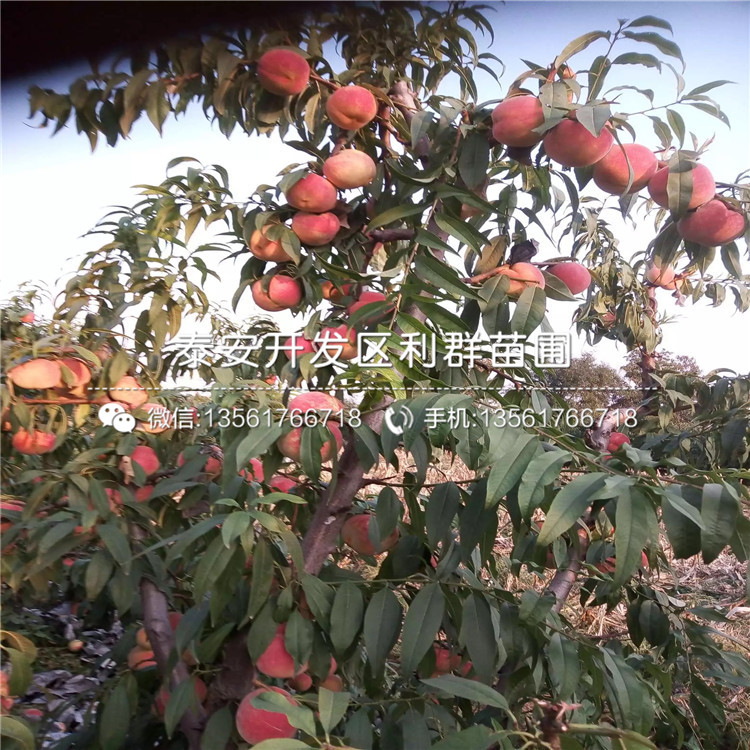 中華黑桃王樹苗、中華黑桃王樹苗批發(fā)基地