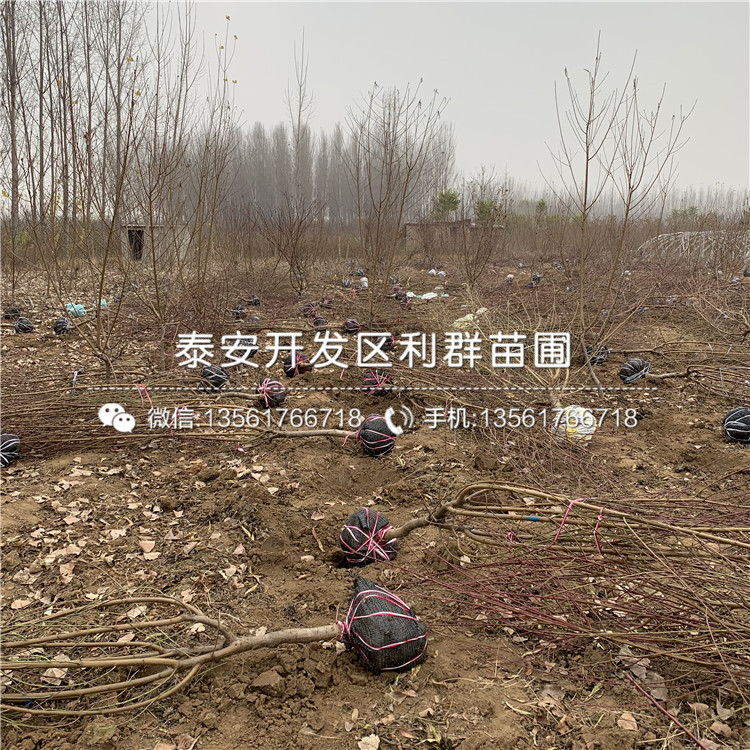 中華黑桃王樹苗、中華黑桃王樹苗批發(fā)基地