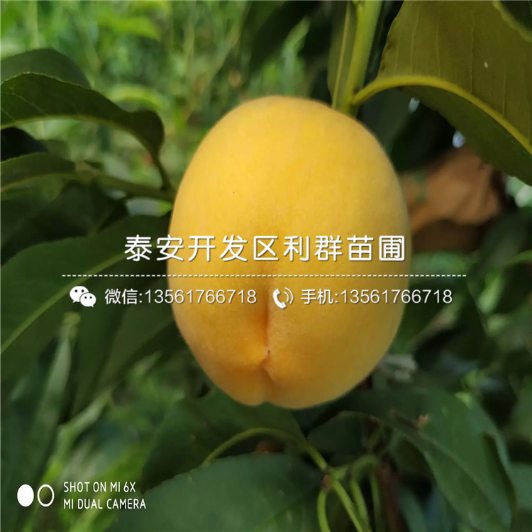2公分黑桃皇后樹苗、2公分黑桃皇后樹苗價(jià)格及報(bào)價(jià)