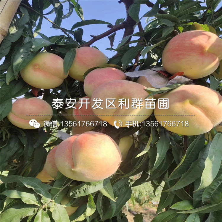 桃樹實(shí)生苗批發(fā)價格、桃樹實(shí)生苗基地及報價