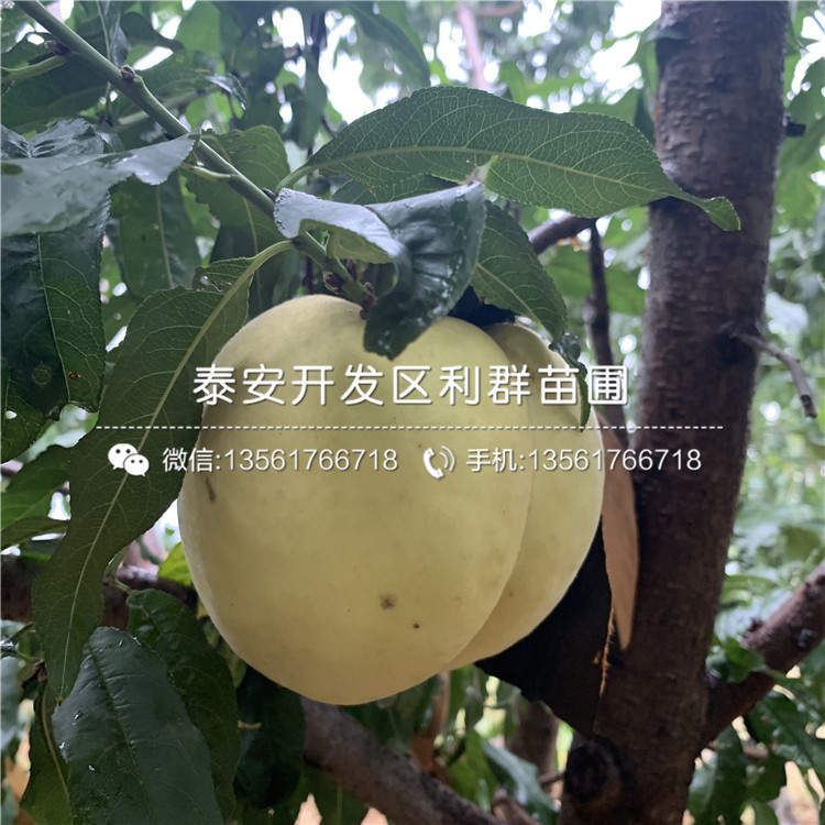 黑桃皇后树苗