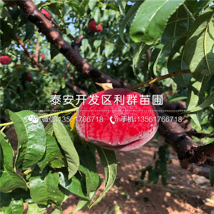 出售中華黑桃王樹苗、中華黑桃王樹苗基地