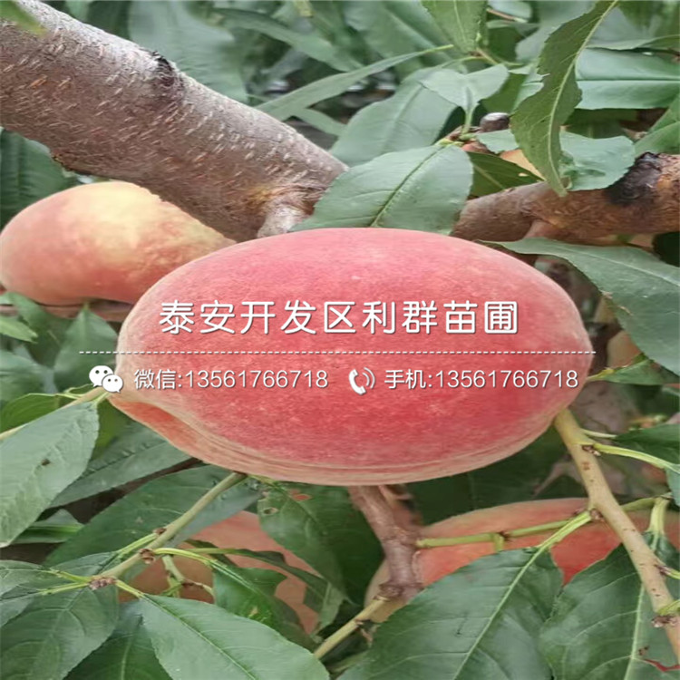 2公分黑桃皇后樹苗、2公分黑桃皇后樹苗價格