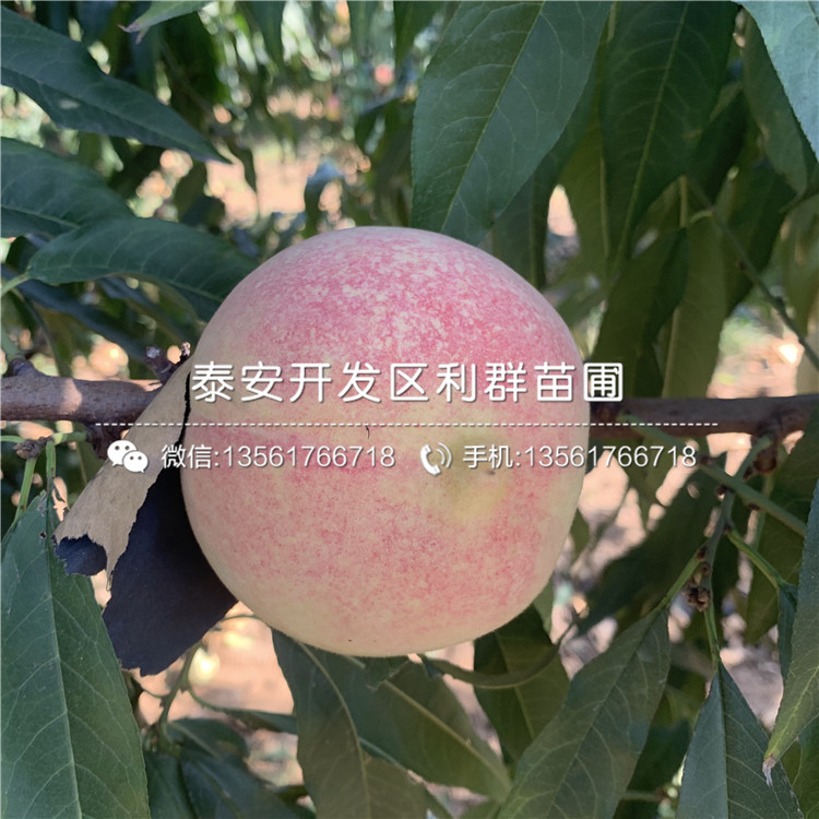 桃樹(shù)嫁接苗新品種、桃樹(shù)嫁接苗多少錢(qián)一棵