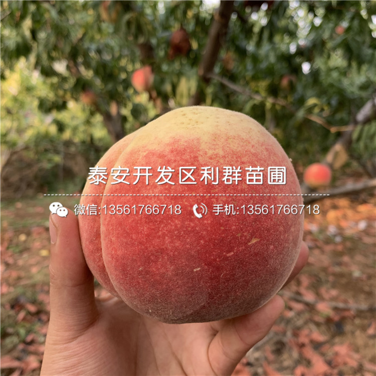 中華黑桃王樹苗新品種、中華黑桃王樹苗價格及基地