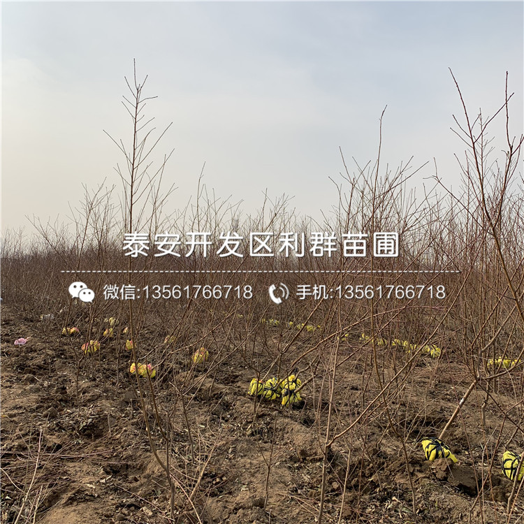 中華黑桃王樹苗出售、中華黑桃王樹苗基地