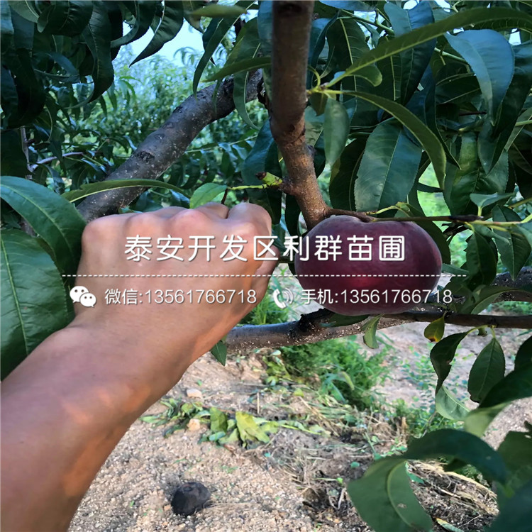 桃樹實(shí)生苗品種介紹、桃樹實(shí)生苗多少錢一棵