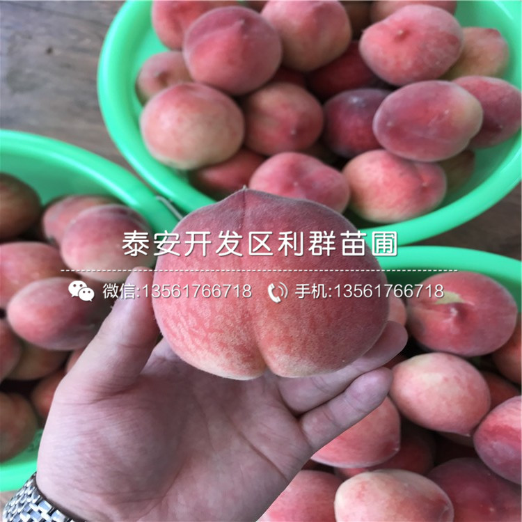 桃樹實生苗、桃樹實生苗批發(fā)
