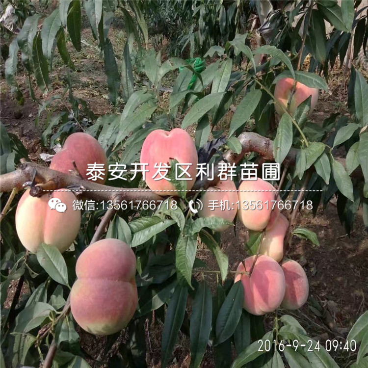 黑桃皇后樹苗批發(fā)、2020年黑桃皇后樹苗價(jià)格
