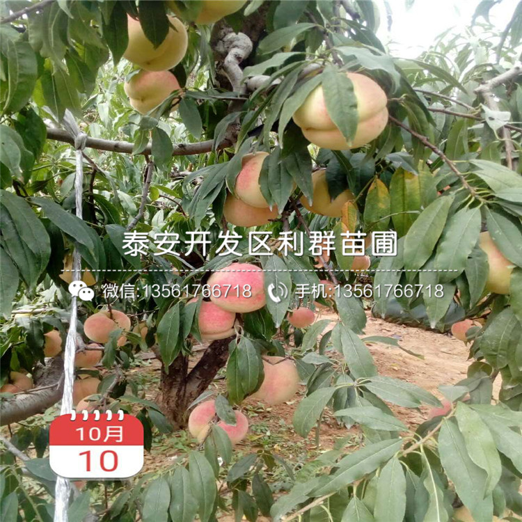 桃樹實(shí)生苗批發(fā)價格、桃樹實(shí)生苗基地及報價
