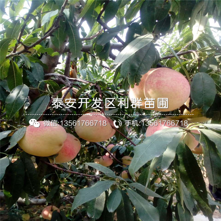 3公分桃樹實生苗、3公分桃樹實生苗價格及報價