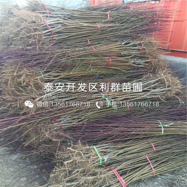 批發(fā)黑桃皇后樹(shù)苗、黑桃皇后樹(shù)苗價(jià)格