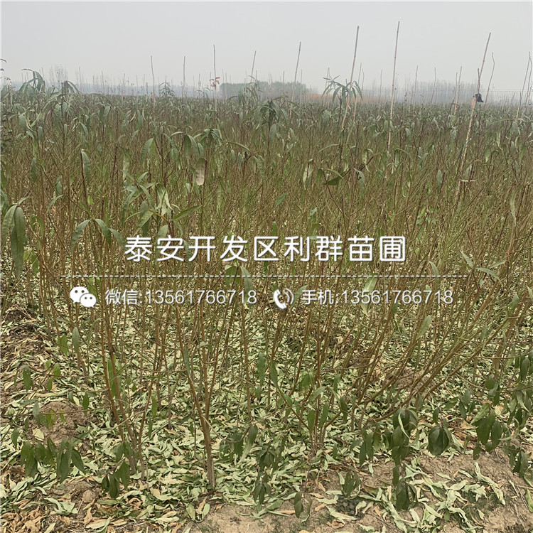 桃樹(shù)嫁接苗新品種、桃樹(shù)嫁接苗多少錢(qián)一棵