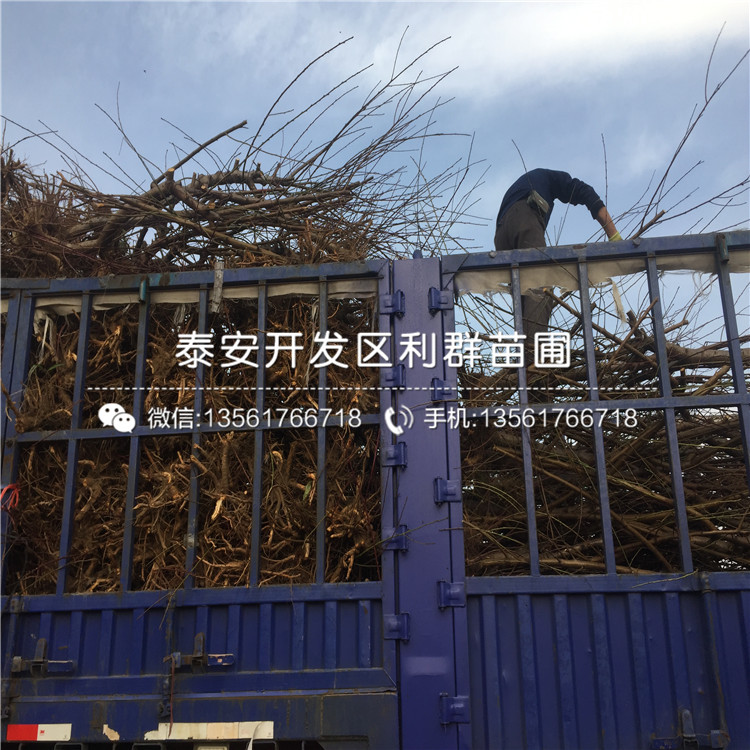 中華黑桃王樹苗、中華黑桃王樹苗報價