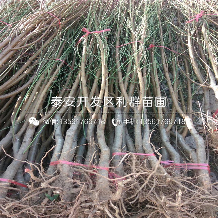 黑桃皇后樹苗、黑桃皇后樹苗價格及基地
