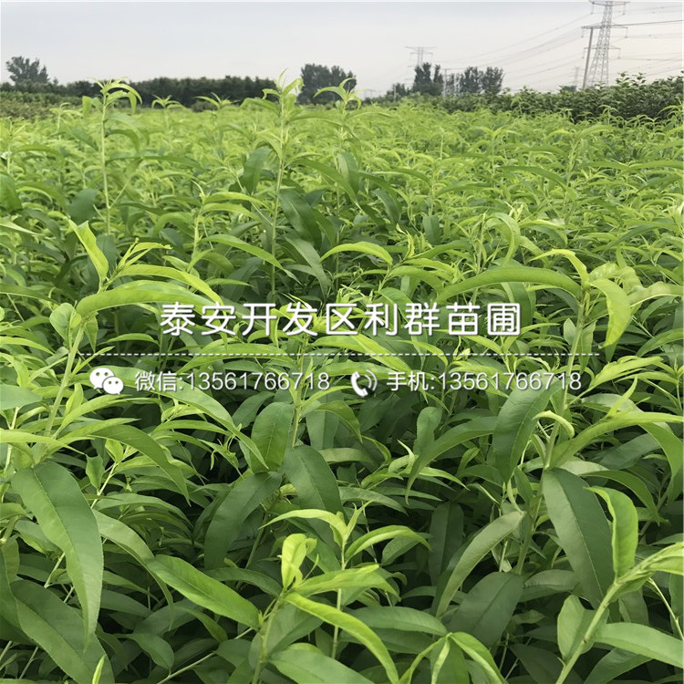 2020年黑桃皇后樹苗、黑桃皇后樹苗價(jià)格多少