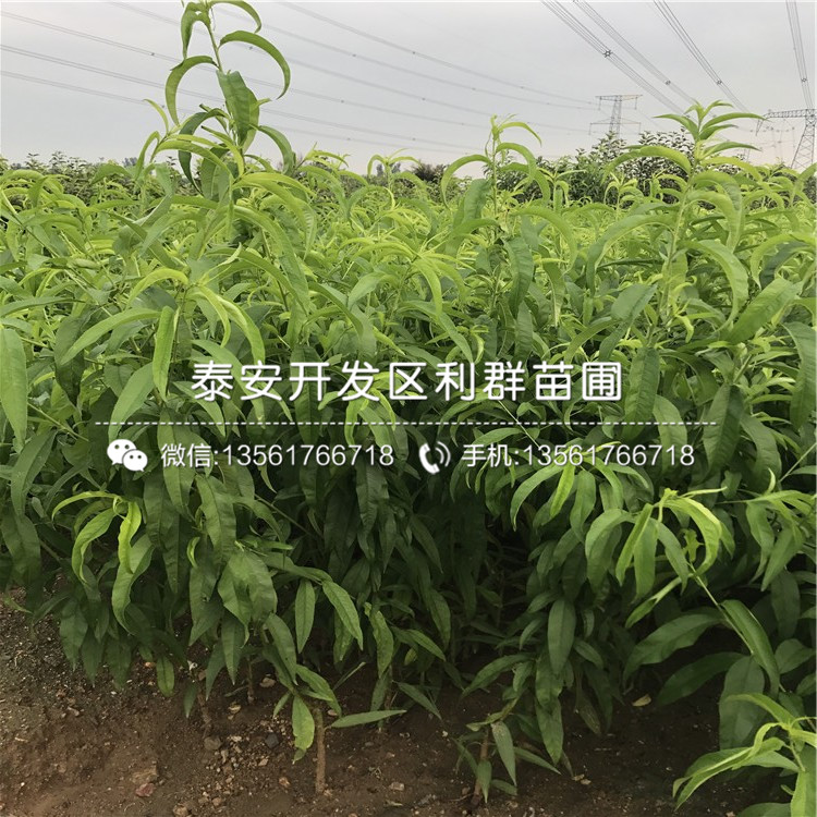 黑桃皇后樹苗、黑桃皇后樹苗價格及基地