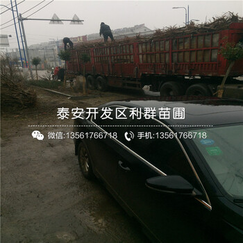 山東桃樹嫁接苗、山東桃樹嫁接苗價(jià)格及報(bào)價(jià)
