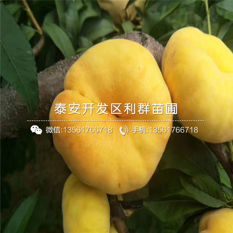 桃樹實生苗、桃樹實生苗批發(fā)