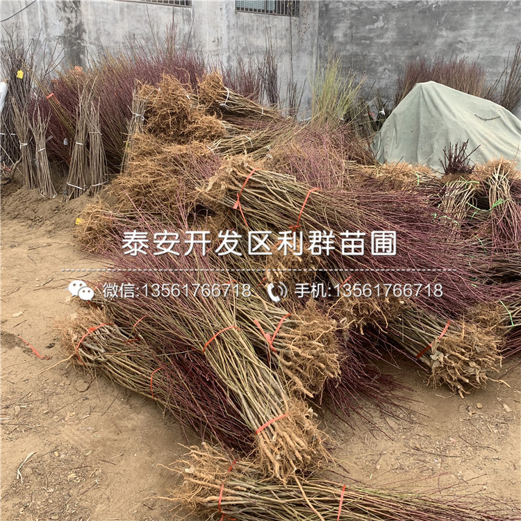 中華黑桃王樹苗出售、中華黑桃王樹苗基地