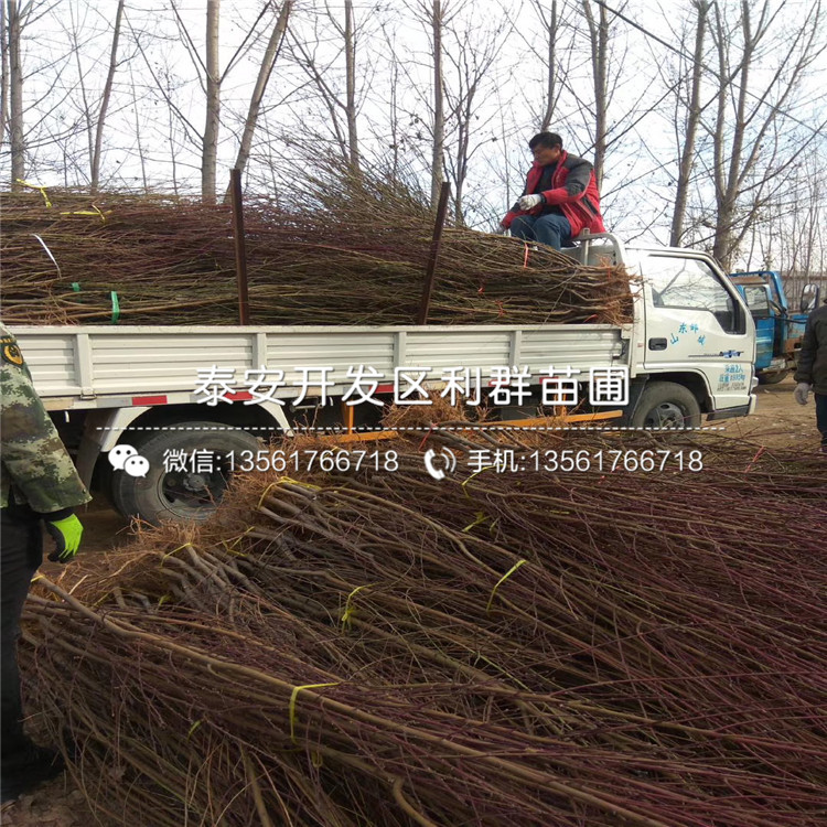 黑桃皇后樹苗批發(fā)、2020年黑桃皇后樹苗價(jià)格