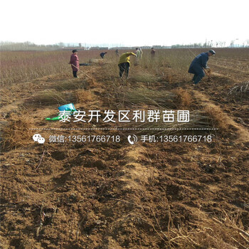桃樹(shù)實(shí)生苗、桃樹(shù)實(shí)生苗價(jià)格