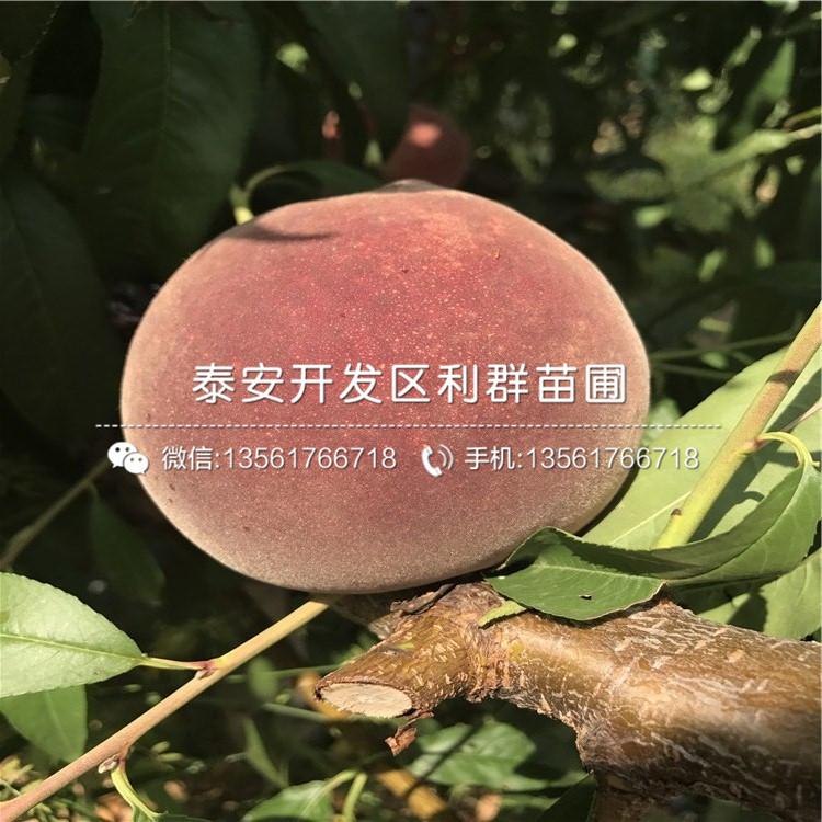 桃樹(shù)嫁接苗新品種、桃樹(shù)嫁接苗多少錢(qián)一棵
