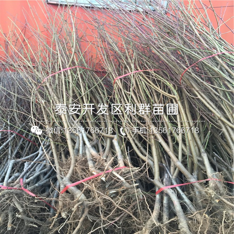 2公分黑桃皇后樹苗、2公分黑桃皇后樹苗價(jià)格及報(bào)價(jià)
