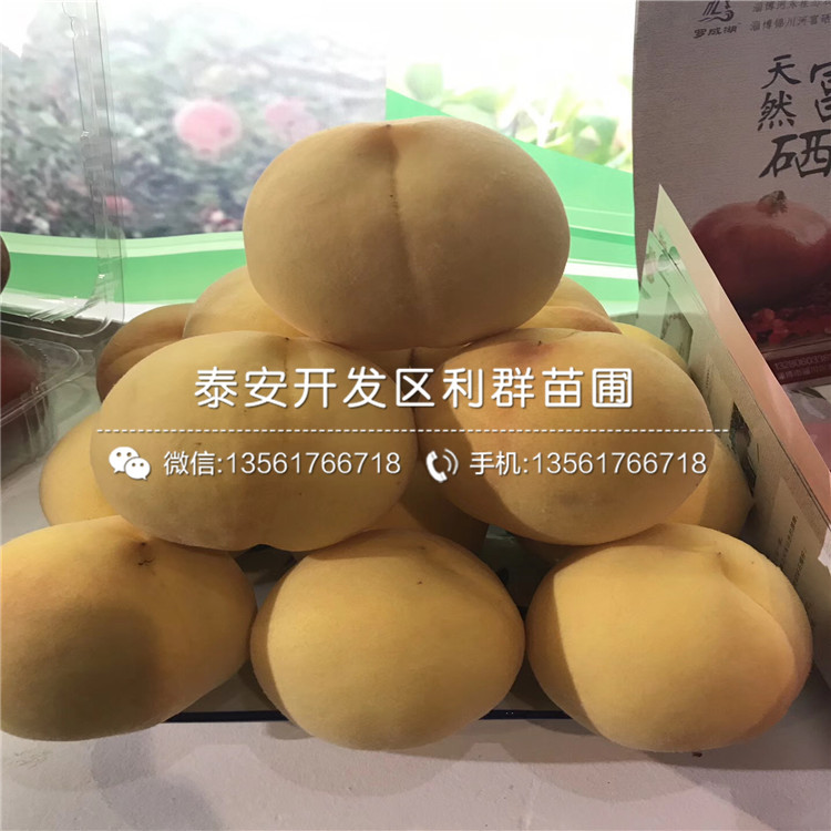 批發(fā)黑桃皇后樹(shù)苗、黑桃皇后樹(shù)苗價(jià)格