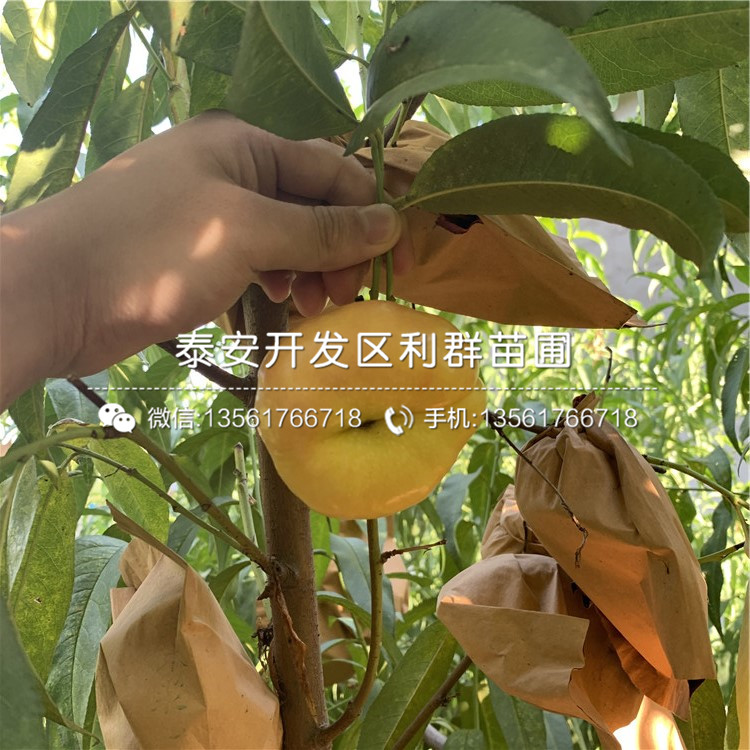 中華黑桃王樹苗出售、中華黑桃王樹苗基地