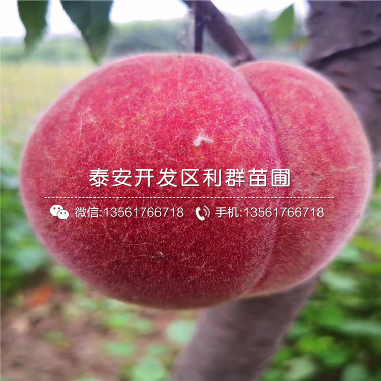 中華黑桃王樹苗價格、中華黑桃王樹苗價格及報價