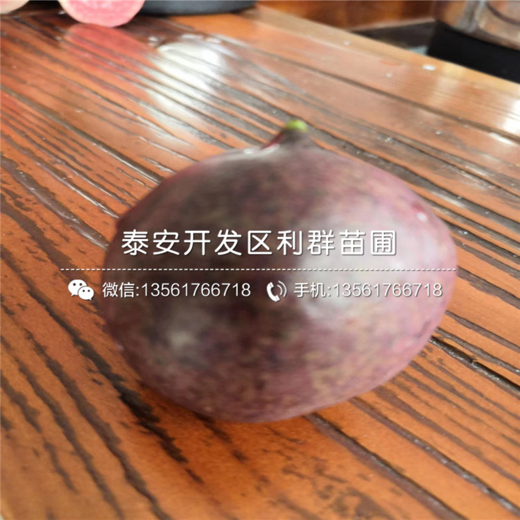 黑桃皇后樹苗批發(fā)、2020年黑桃皇后樹苗價(jià)格