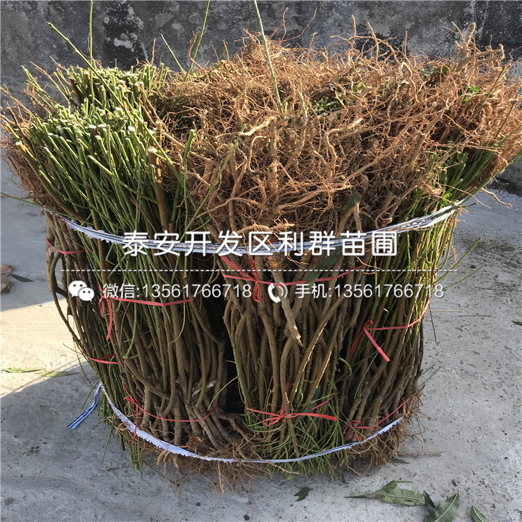 桃樹實(shí)生苗品種介紹、桃樹實(shí)生苗多少錢一棵