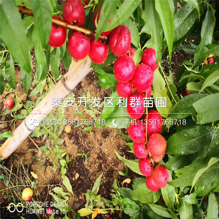 中華黑桃王樹苗、中華黑桃王樹苗基地