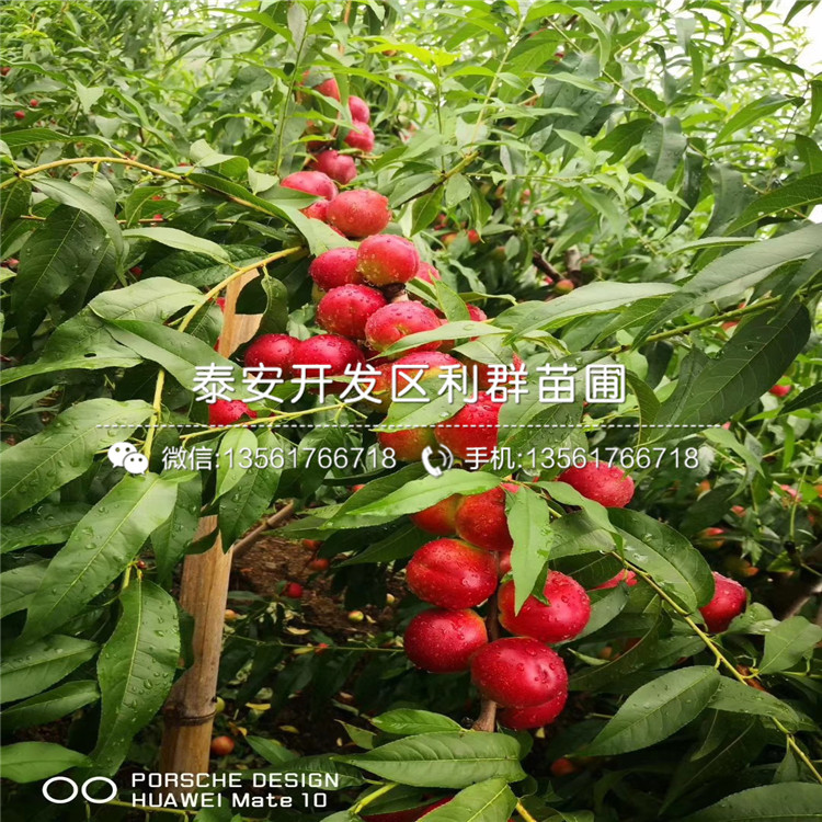 出售中華黑桃王樹苗、中華黑桃王樹苗價(jià)格