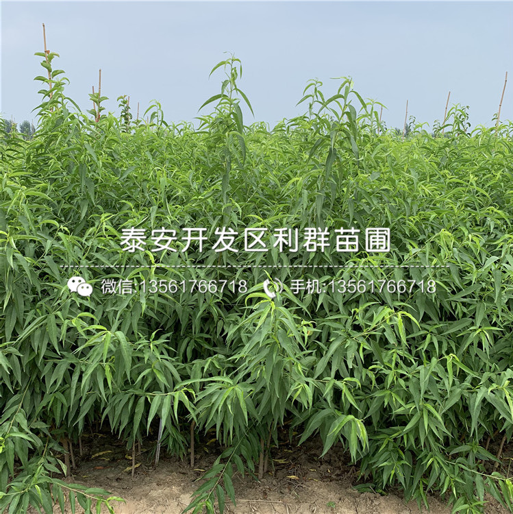 出售中華黑桃王樹苗、中華黑桃王樹苗基地